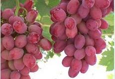 KAREN(CRIMSON SEEDLESS) (KINAI)