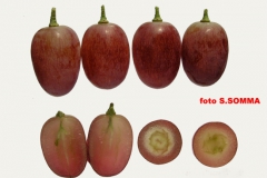 BLUSH SEEDLESS (2)