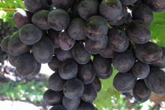 SABLE SEEDLESS