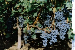 TANGRA (SEEDLESS,BOLGÁR)