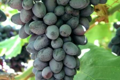 VITROBLACK SEEDLESS (BIG PERLON)