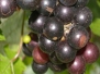 Muscadines fajták