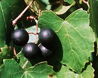 BLACK-FRY-MUSCADINE