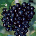 COVARD (VITIS ROTUNDIFOLIA)