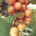 FRY (VITIS ROTUNDIFOLIA)