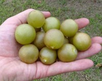 FRY-MUSCADINE