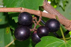 MUSCADINE GRAPE (3)