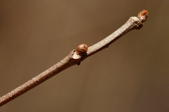 MUSCADINE GRAPE RÜGY