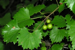 MUSCADINE GRAPE