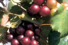 RED SCARLETT (MUSCADINE GRAPE)