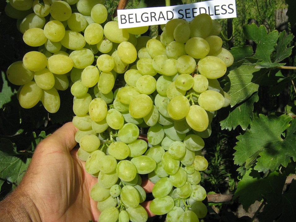 Belgrád seedless másolata-1