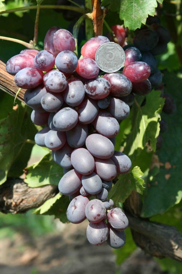 Фото винограда заграва фото и описание