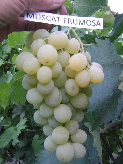 MUSCAT FRUMOSA-1