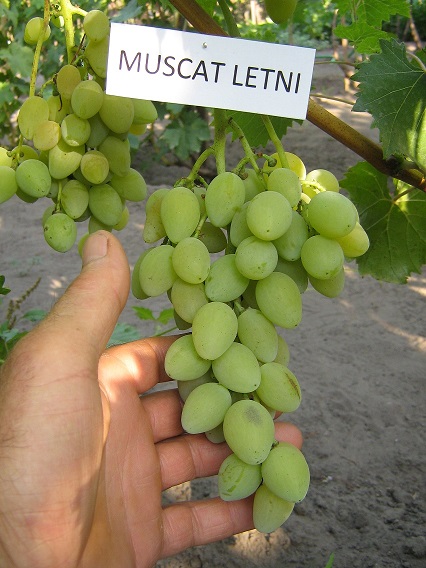 muscat letniJJ