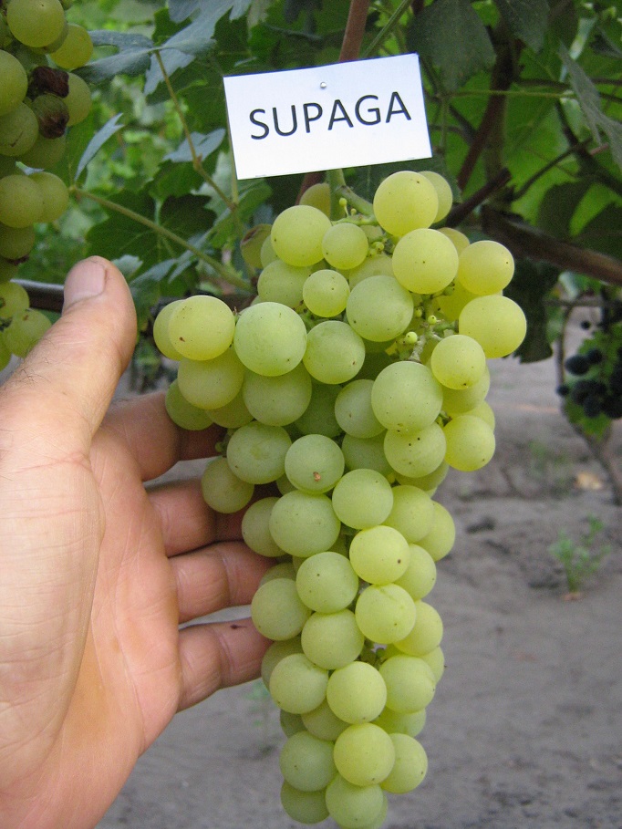 supaga