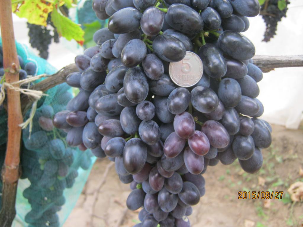 Milano grape. Кишмиш синий. Кишмиш 1 класса бессемянности сорта.