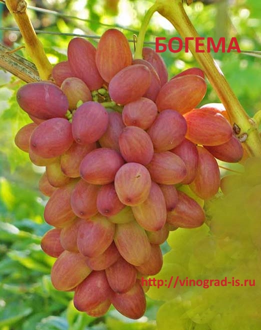 Bogema(2)