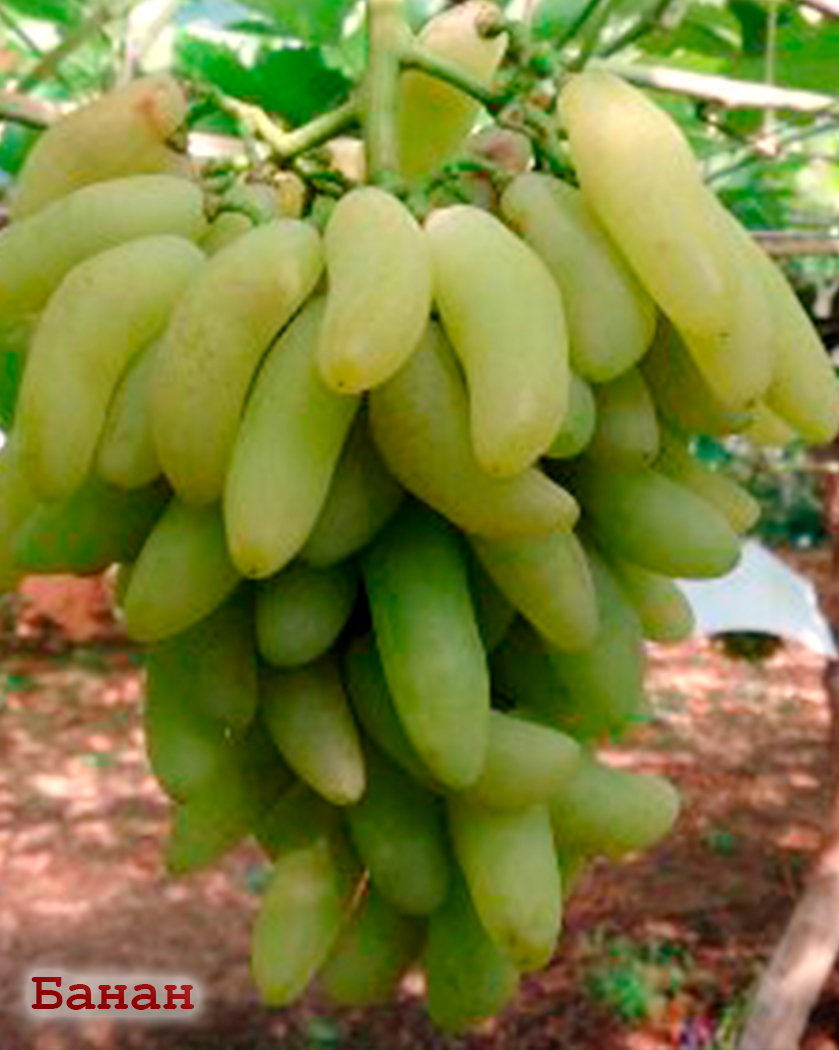 Банана фингер сорт виноград