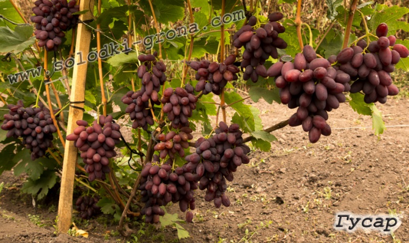 Сорт винограда гусар фото и описание